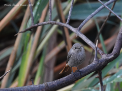 Phoenicurus ochruros