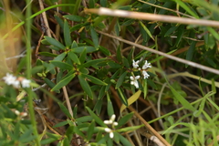 Leucopogon parviflorus