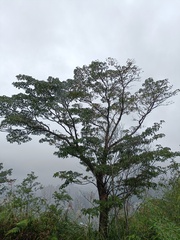 Triadica cochinchinensis