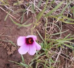 Hibiscus microcarpus