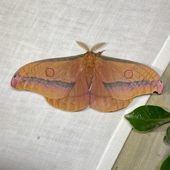 Opodiphthera loranthi