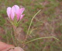 Hibiscus microcarpus