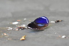 Euploea tulliolus koxinga