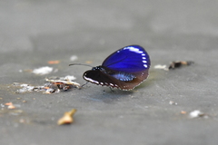 Euploea tulliolus koxinga
