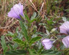 Monsonia burkeana