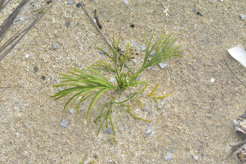 Image of Aciphylla dieffenbachii by (c) Christopher Stephens, some rights reserved (CC BY-SA)