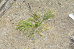 Aciphylla dieffenbachii