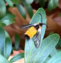Pryeria sinica