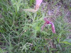 Oenothera tetraptera