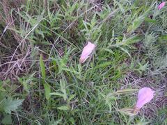 Oenothera tetraptera