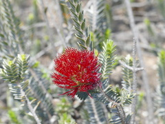 Callistemon