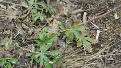 Potentilla thuringiaca