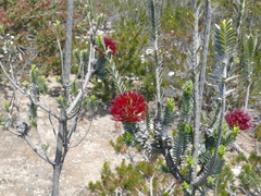 Callistemon