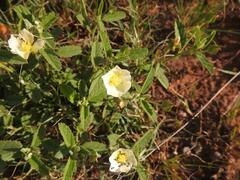 Sida chrysantha