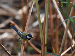 Parus major