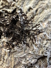 Frullania eboracensis