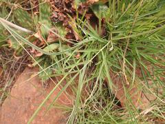 Tephrosia semiglabra