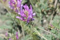 Astragalus onobrychis