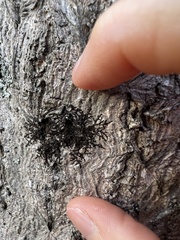 Frullania eboracensis