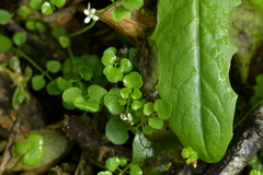 Cardamine corymbosa
