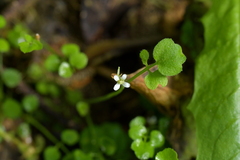 Cardamine corymbosa