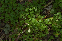 Parietaria debilis