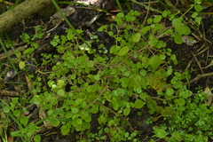 Parietaria debilis
