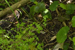 Parietaria debilis