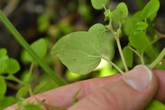 Parietaria debilis