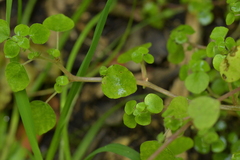 Parietaria debilis