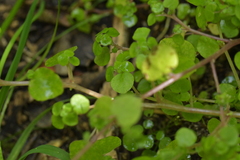 Parietaria debilis