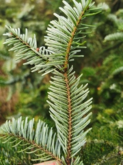 Abies alba