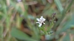 Symphyotrichum subulatum squamatum