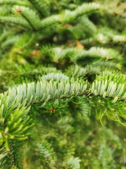 Abies alba