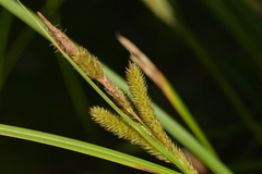 Carex ventosa