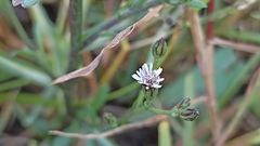 Symphyotrichum subulatum squamatum