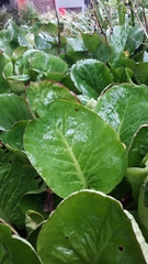Bergenia crassifolia