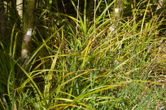 Carex ventosa