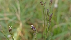 Symphyotrichum subulatum squamatum