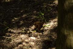 Gallirallus australis hectori