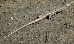 Matobosaurus validus