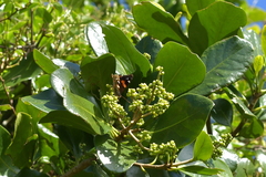 Vanessa gonerilla ida