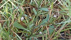 Symphyotrichum subulatum squamatum