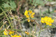 Hippocrepis comosa