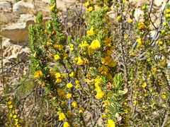 Aspalathus laricifolia