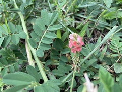 Indigofera hendecaphylla