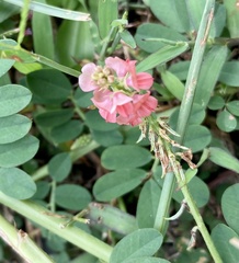 Indigofera hendecaphylla