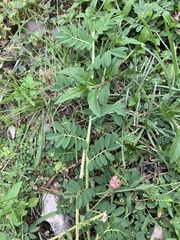 Indigofera hendecaphylla