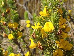 Aspalathus laricifolia