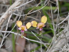 Diuris longifolia